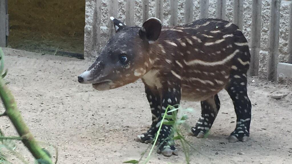 25 pound baby Baird's tapir born at Reid Park Zoo